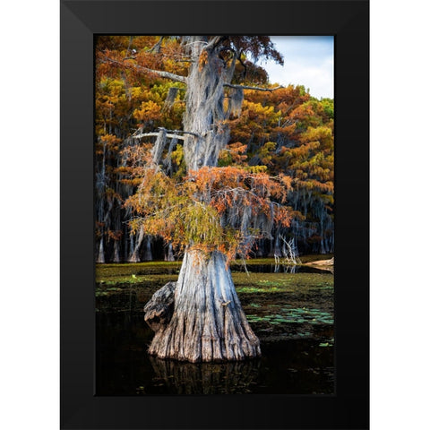 Bald cypress and Spanish moss- Caddo Lake- Texas Black Modern Wood Framed Art Print by Ditto, Larry