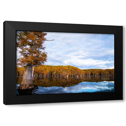 Bald cypress forest- Caddo Lake- Texas Black Modern Wood Framed Art Print by Ditto, Larry