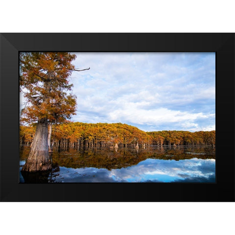 Bald cypress forest- Caddo Lake- Texas Black Modern Wood Framed Art Print by Ditto, Larry