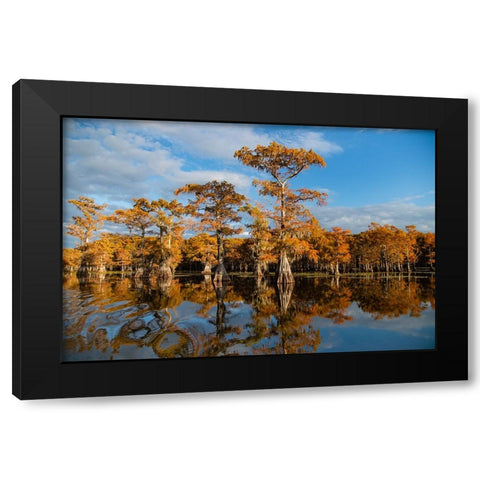 Bald cypress in fall color Black Modern Wood Framed Art Print by Ditto, Larry