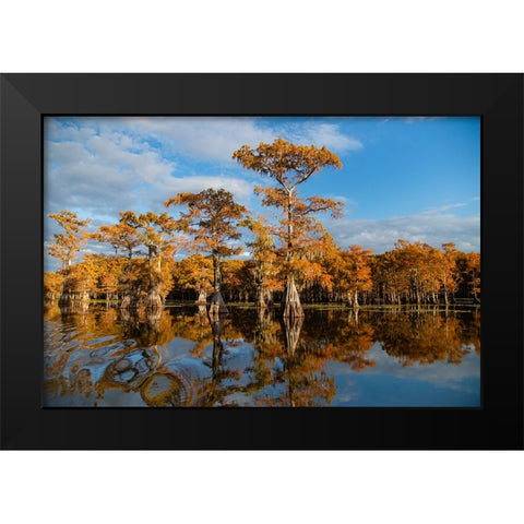 Bald cypress in fall color Black Modern Wood Framed Art Print by Ditto, Larry