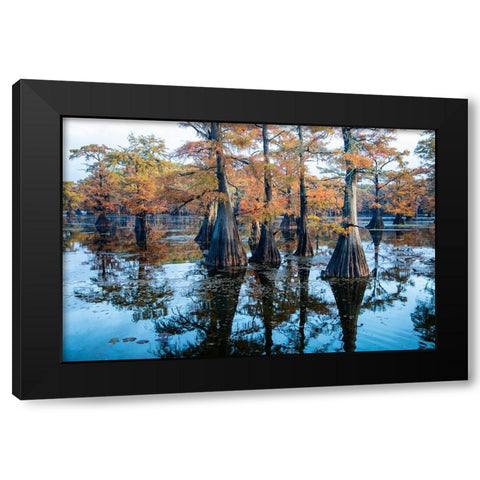 Bald cypress in fall color Black Modern Wood Framed Art Print by Ditto, Larry
