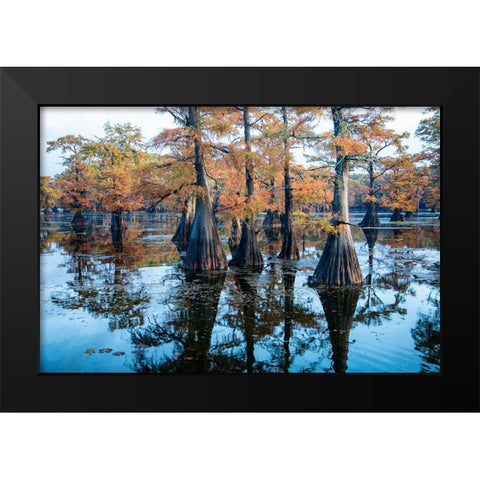 Bald cypress in fall color Black Modern Wood Framed Art Print by Ditto, Larry