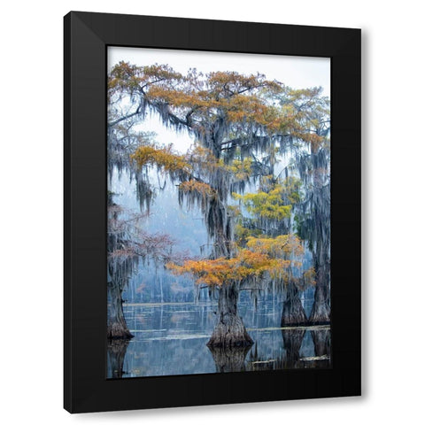 Bald cypress in fall color Black Modern Wood Framed Art Print with Double Matting by Ditto, Larry