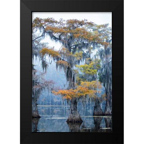 Bald cypress in fall color Black Modern Wood Framed Art Print by Ditto, Larry