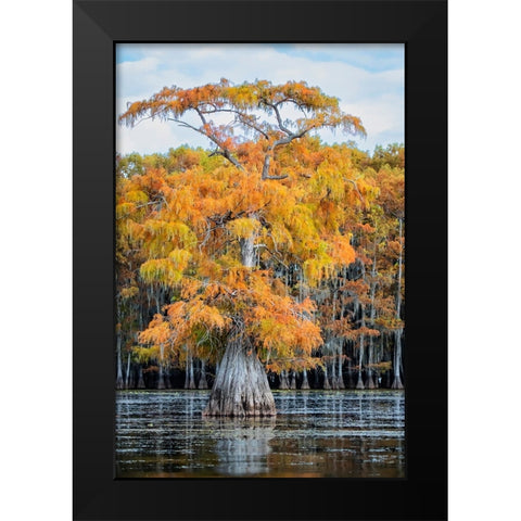 Bald cypress in autumn color Black Modern Wood Framed Art Print by Ditto, Larry