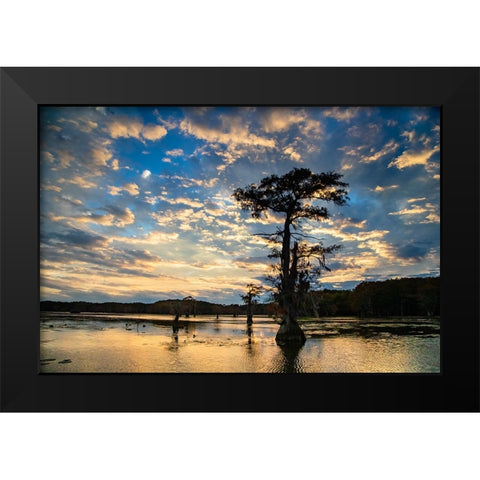 Bald cypress silhouetted at sunrise- Caddo Lake- Texas Black Modern Wood Framed Art Print by Ditto, Larry