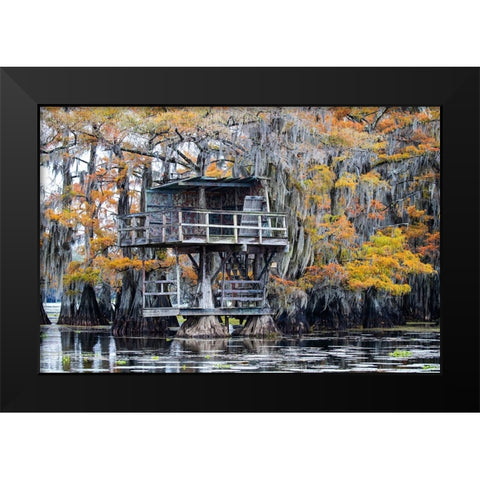 Bald cypress in autumn color Black Modern Wood Framed Art Print by Ditto, Larry