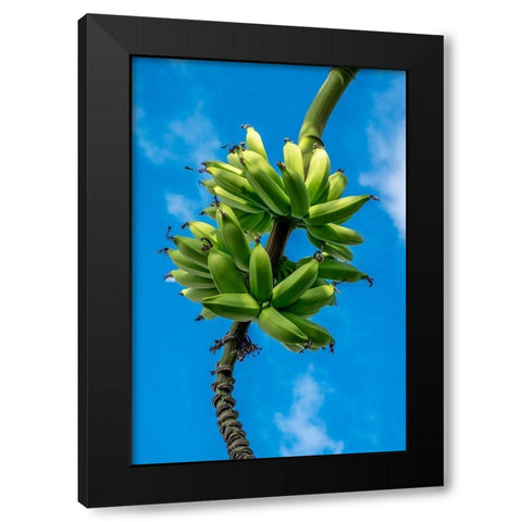 Bunch of bananas on tree Black Modern Wood Framed Art Print by Engelbrecht, Lisa S.