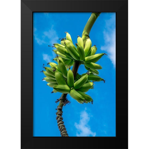 Bunch of bananas on tree Black Modern Wood Framed Art Print by Engelbrecht, Lisa S.