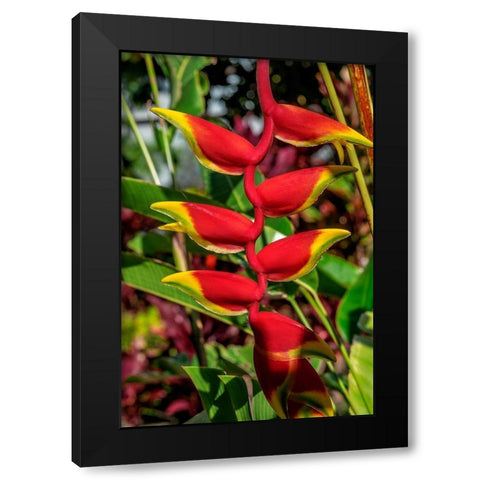 Heliconia Black Modern Wood Framed Art Print by Engelbrecht, Lisa S.