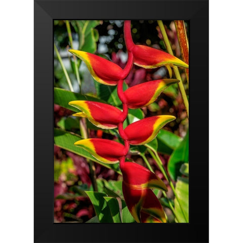 Heliconia Black Modern Wood Framed Art Print by Engelbrecht, Lisa S.