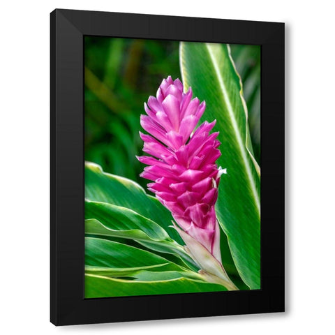 Pink Ginger plant Black Modern Wood Framed Art Print by Engelbrecht, Lisa S.