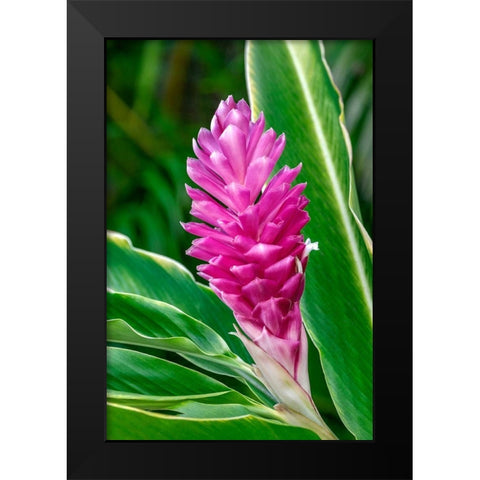 Pink Ginger plant Black Modern Wood Framed Art Print by Engelbrecht, Lisa S.