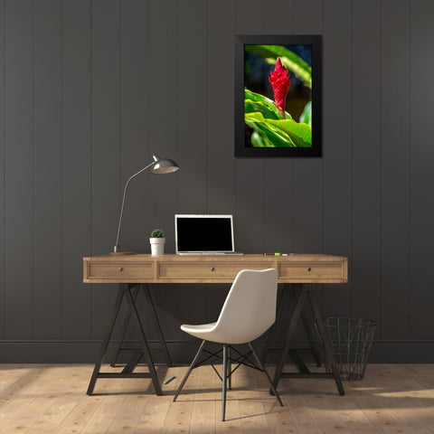 Red Ginger plant Black Modern Wood Framed Art Print by Engelbrecht, Lisa S.