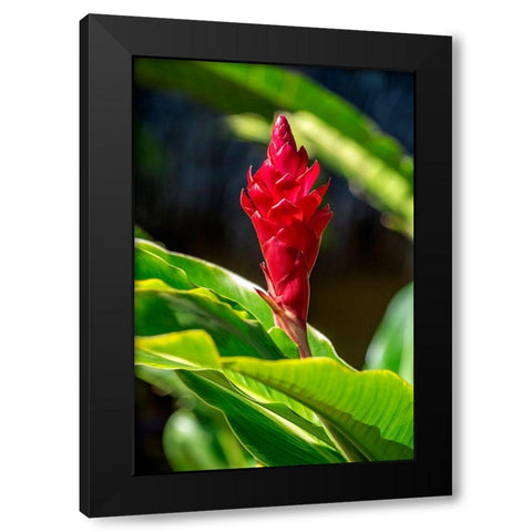 Red Ginger plant Black Modern Wood Framed Art Print with Double Matting by Engelbrecht, Lisa S.