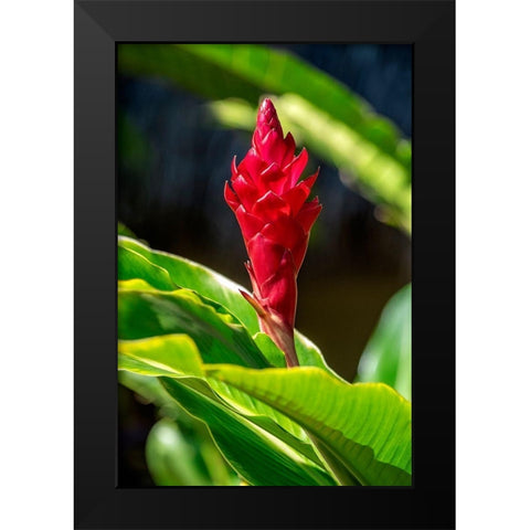 Red Ginger plant Black Modern Wood Framed Art Print by Engelbrecht, Lisa S.