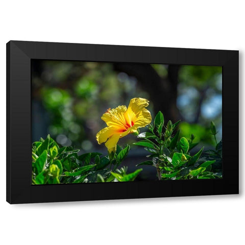 Yellow Hibiscus Black Modern Wood Framed Art Print by Engelbrecht, Lisa S.