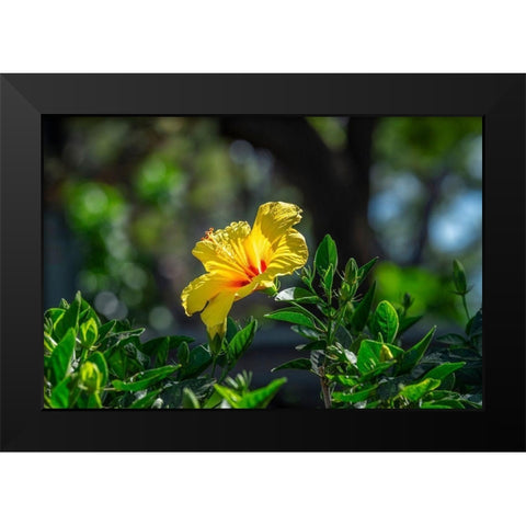 Yellow Hibiscus Black Modern Wood Framed Art Print by Engelbrecht, Lisa S.