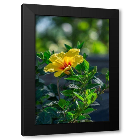 Yellow Hibiscus Black Modern Wood Framed Art Print by Engelbrecht, Lisa S.