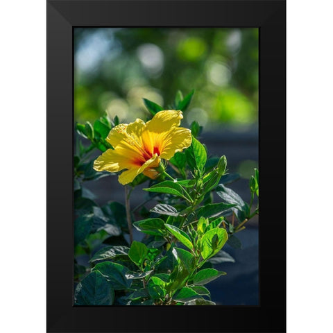 Yellow Hibiscus Black Modern Wood Framed Art Print by Engelbrecht, Lisa S.