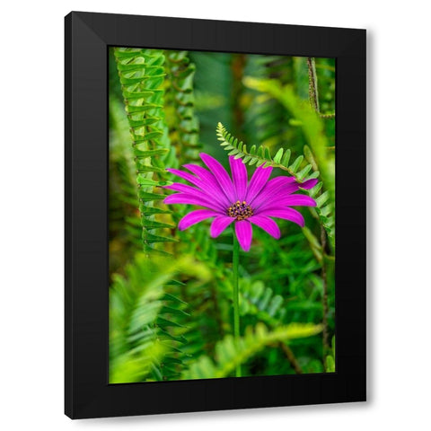 African daisy Black Modern Wood Framed Art Print by Engelbrecht, Lisa S.
