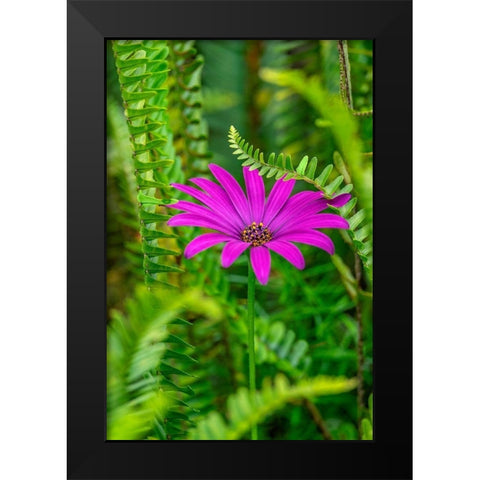African daisy Black Modern Wood Framed Art Print by Engelbrecht, Lisa S.