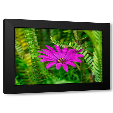African daisy Black Modern Wood Framed Art Print by Engelbrecht, Lisa S.