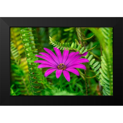 African daisy Black Modern Wood Framed Art Print by Engelbrecht, Lisa S.
