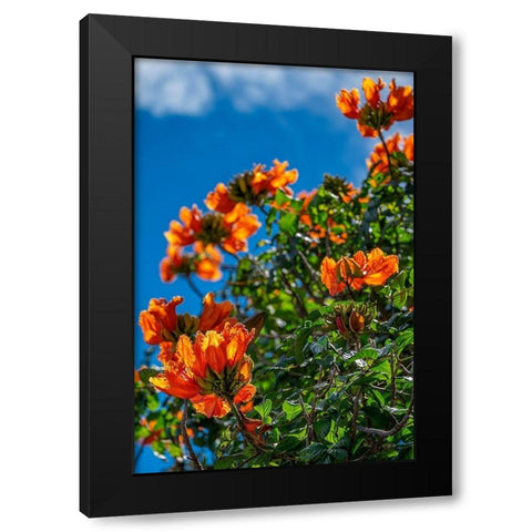 African tulip tree Black Modern Wood Framed Art Print with Double Matting by Engelbrecht, Lisa S.