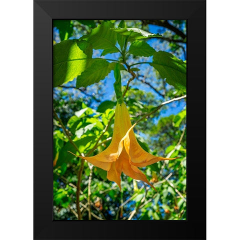 Angels Trumpet flower Black Modern Wood Framed Art Print by Engelbrecht, Lisa S.