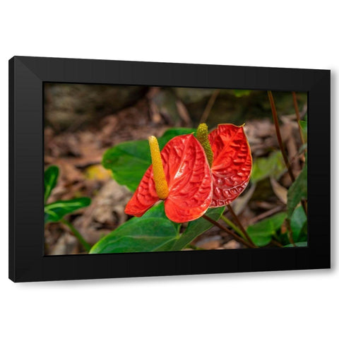 Anthurium Black Modern Wood Framed Art Print with Double Matting by Engelbrecht, Lisa S.