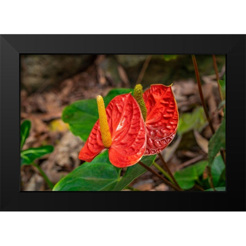 Anthurium Black Modern Wood Framed Art Print by Engelbrecht, Lisa S.