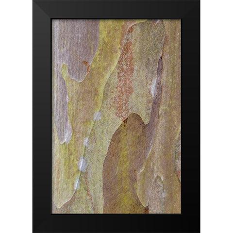 Bark of Crape Myrtle tree Black Modern Wood Framed Art Print by Engelbrecht, Lisa S.