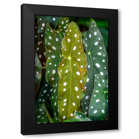 Begonia Maculata-Polka dot Begonia Black Modern Wood Framed Art Print with Double Matting by Engelbrecht, Lisa S.