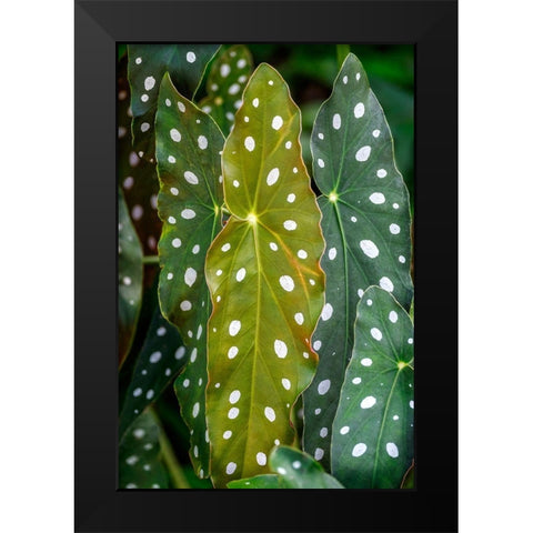 Begonia Maculata-Polka dot Begonia Black Modern Wood Framed Art Print by Engelbrecht, Lisa S.
