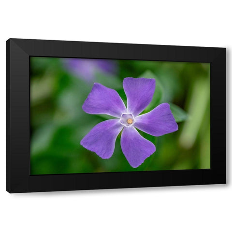 Bigleaf Periwinkle Black Modern Wood Framed Art Print with Double Matting by Engelbrecht, Lisa S.