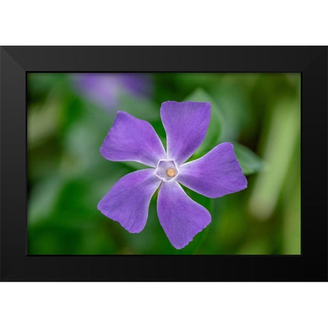 Bigleaf Periwinkle Black Modern Wood Framed Art Print by Engelbrecht, Lisa S.