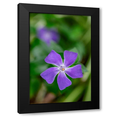 Bigleaf Periwinkle Black Modern Wood Framed Art Print by Engelbrecht, Lisa S.