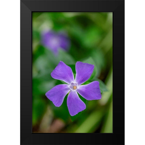 Bigleaf Periwinkle Black Modern Wood Framed Art Print by Engelbrecht, Lisa S.