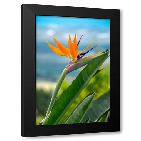 Bird of Paradise Black Modern Wood Framed Art Print with Double Matting by Engelbrecht, Lisa S.
