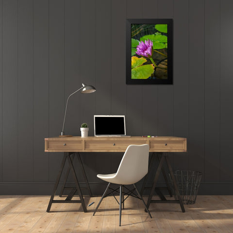 Blue Cape Water lily Black Modern Wood Framed Art Print by Engelbrecht, Lisa S.