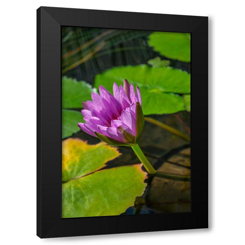 Blue Cape Water lily Black Modern Wood Framed Art Print with Double Matting by Engelbrecht, Lisa S.
