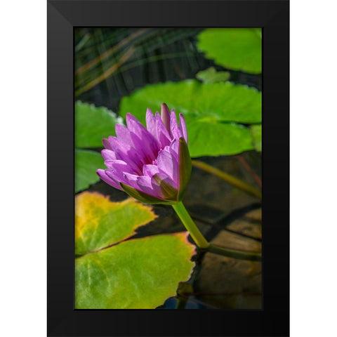 Blue Cape Water lily Black Modern Wood Framed Art Print by Engelbrecht, Lisa S.