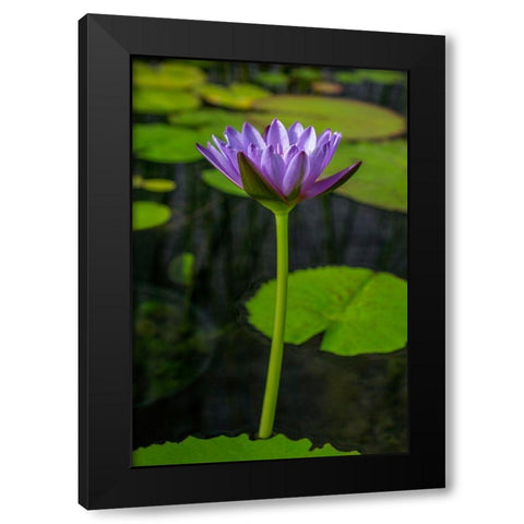 Blue Cape Water lily Black Modern Wood Framed Art Print with Double Matting by Engelbrecht, Lisa S.