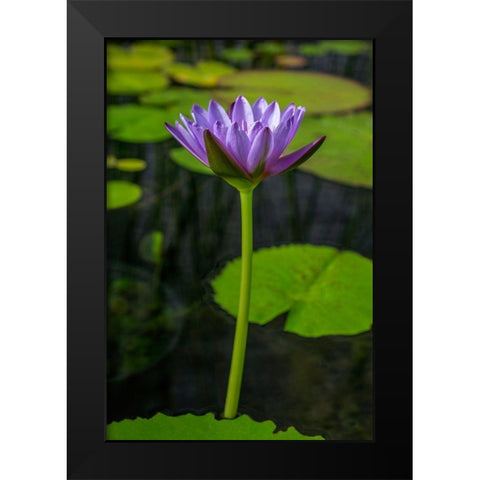 Blue Cape Water lily Black Modern Wood Framed Art Print by Engelbrecht, Lisa S.