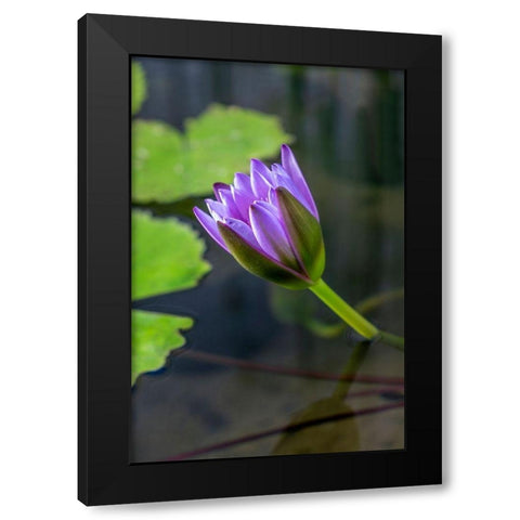 Blue Cape Water lily Black Modern Wood Framed Art Print by Engelbrecht, Lisa S.