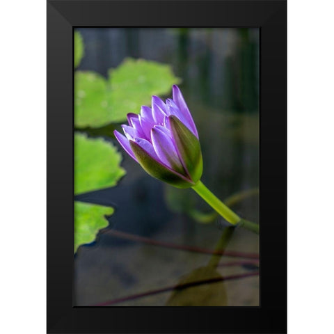 Blue Cape Water lily Black Modern Wood Framed Art Print by Engelbrecht, Lisa S.