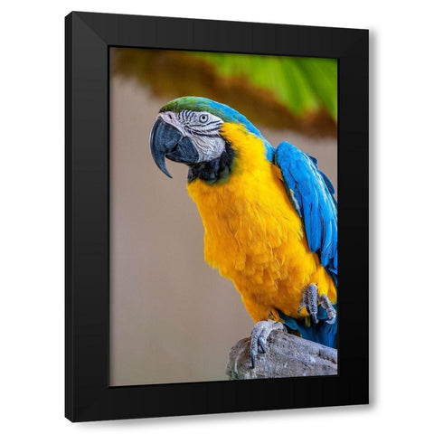 Blue-and-yellow Macaw Black Modern Wood Framed Art Print with Double Matting by Engelbrecht, Lisa S.