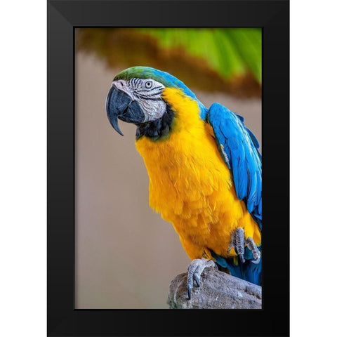 Blue-and-yellow Macaw Black Modern Wood Framed Art Print by Engelbrecht, Lisa S.